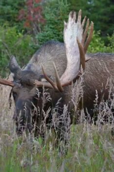 Huge Alaska Bull Moose, Grumpy v Mismatch Get Off My Land! | MooseMan Video Photography Calendar