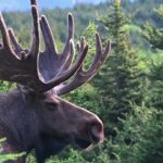 Huge Alaskan moose together before the rut Nature Moose