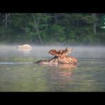 Kayaking with a Bull Moose | MooseMan Video Photography Calendar