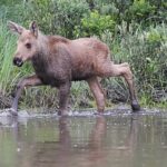 Kayaking with Moose | MooseMan Video Photography Calendar