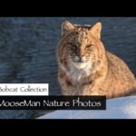 Mom Bobcat lounges with Two Kits | MooseMan Video Photography Calendar