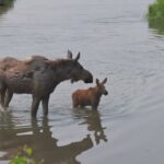 Mom moose and ADORABLE cow calf Part 2 | MooseMan Video Photography Calendar