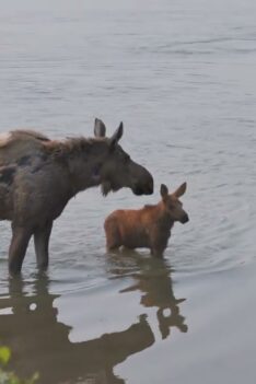 Mom moose and ADORABLE cow calf Part 2 | MooseMan Video Photography Calendar