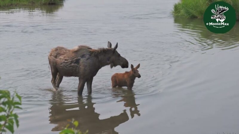 Mom moose and ADORABLE cow calf Part 2 | MooseMan Video Photography Calendar