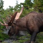 Moose Hunting with Cameras | MooseMan Video Photography Calendar