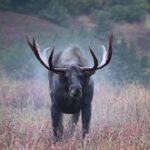 Moose in Rain/Shake Collage (with some slow motion fun) | MooseMan Video Photography Calendar