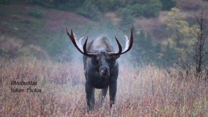 Moose in Rain/Shake Collage (with some slow motion fun) | MooseMan Video Photography Calendar