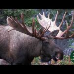 Moose Vocalizations Fun with Moose! | MooseMan Video Photography Calendar