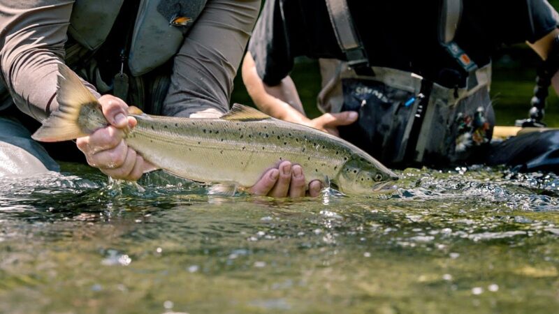 Pêche aux Saumons sur la Rivière Nouvelle