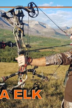 Rencontres rapprochées lors de la chasse à l'élan en Alberta