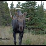 Shred The Underdog, A Stunted Little Bull Moose | MooseMan Video Photography Calendar