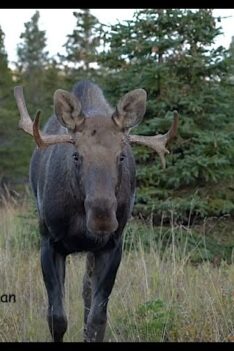 Shred The Underdog, A Stunted Little Bull Moose | MooseMan Video Photography Calendar