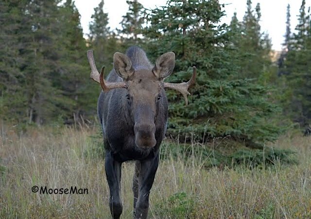 Shred The Underdog, A Stunted Little Bull Moose | MooseMan Video Photography Calendar