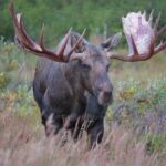 Some Huge Awesome Bull Moose Up Close | MooseMan Video Photography Calendar