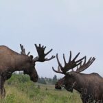 Stag Groups of Alaskan Moose in Velvet | MooseMan Video Photography Calendar