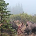 Three Bull Moose Caught Sparring in Alaska | MooseMan Video Photography Calendar