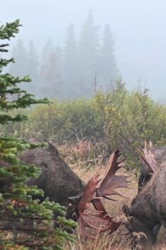 Three Bull Moose Caught Sparring in Alaska | MooseMan Video Photography Calendar