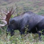 Tragic News of Legendary Bull Moose Grumpy | MooseMan Video Photography Calendar