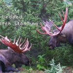 Two BIG Bull Moose Unique Sparring Session | MooseMan Video Photography Calendar