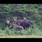 Welcome to Alaska! Moose Moose! | MooseMan Video Photography Calendar