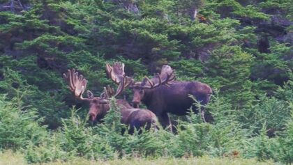 Welcome to Alaska! Moose Moose! | MooseMan Video Photography Calendar