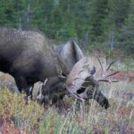 Aggressive Young Bull Moose Sparring/Fighting