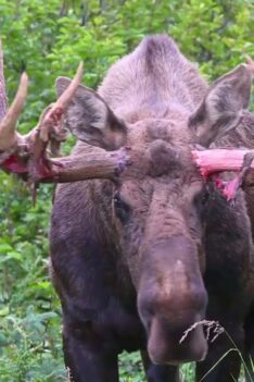 2022 Alaska Moose Rut Medley Fun Part 1 | MooseMan Video Photography Calendar