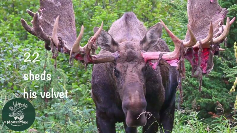 2022 Alaska Moose Rut Medley Fun Part 1 | MooseMan Video Photography Calendar