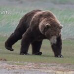 A Grizzly bear with a Cowboy walk!