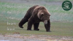 A Grizzly bear with a Cowboy walk!