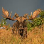 Best Of Bull Moose; Part 1, Meet the players! Moose Nature