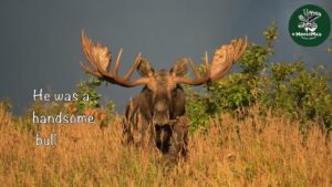 Best Of Bull Moose; Part 1, Meet the players! Moose Nature