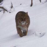 Best Of Wildlife '21 Bobcats/Loons/Moose | MooseMan Video Photography Calendar