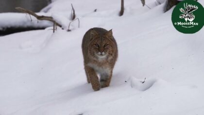 Best Of Wildlife '21 Bobcats/Loons/Moose | MooseMan Video Photography Calendar