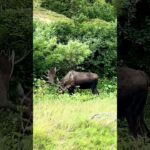 Big Alaska Bull Moose Quiet Moments Eating | MooseMan Video Photography Calendar