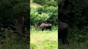 Big Alaska Bull Moose Quiet Moments Eating | MooseMan Video Photography Calendar