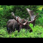 Big Alaska Bull Moose Sheds His Velvet