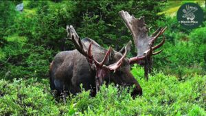 Big Alaska Bull Moose Sheds His Velvet