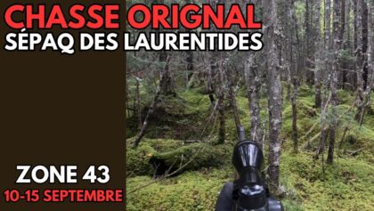 Chasse à l'orignal - SÉPAQ des Laurentides 2024