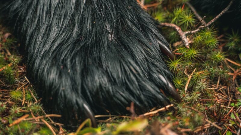 Chasse à l'ours au Nouveau-Brunswick