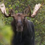 Face à face avec l'orignal au Nouveau-Brunswick