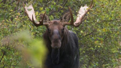 Face à face avec l'orignal au Nouveau-Brunswick