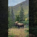 Handsome Bull Moose, Beautiful Backdrop | MooseMan Video Photography Calendar