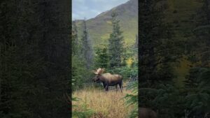 Handsome Bull Moose, Beautiful Backdrop | MooseMan Video Photography Calendar