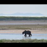 How a grizzly cools off in the heat