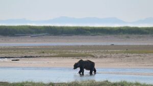 How a grizzly cools off in the heat