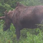 Huge Bull Moose in Tight Spot, and Other Fun Moose Stuff | MooseMan Video Photography Calendar