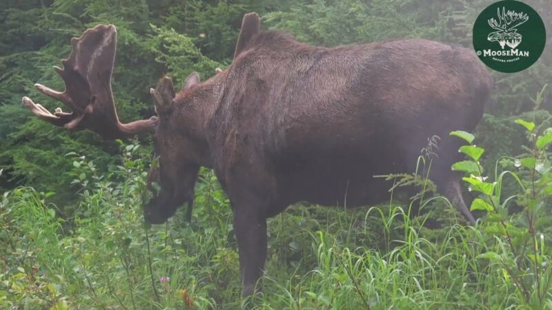 Huge Bull Moose in Tight Spot, and Other Fun Moose Stuff | MooseMan Video Photography Calendar