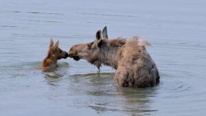 Momma Moose and Her Baby Girl Calf Part 1