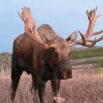 Moose Rut Wind-Down | MooseMan Video Photography Calendar